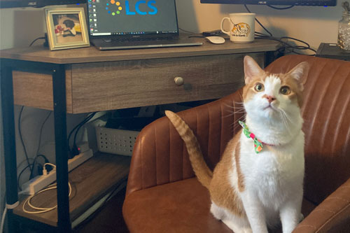 LCS Employee's Cat "helping out" at home